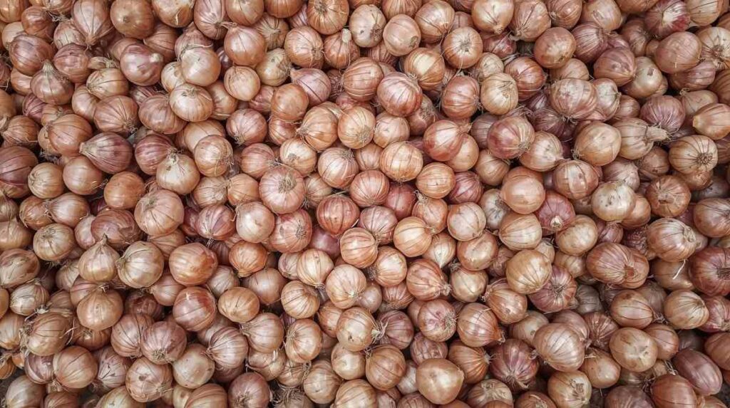 kanda market bhav ghodegaon – Live Updates, Market Trends & Complete Guide