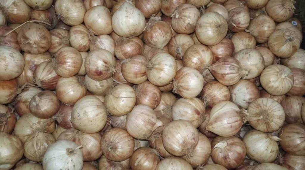 kanda market bhav ghodegaon – Live Updates, Market Trends & Complete Guide